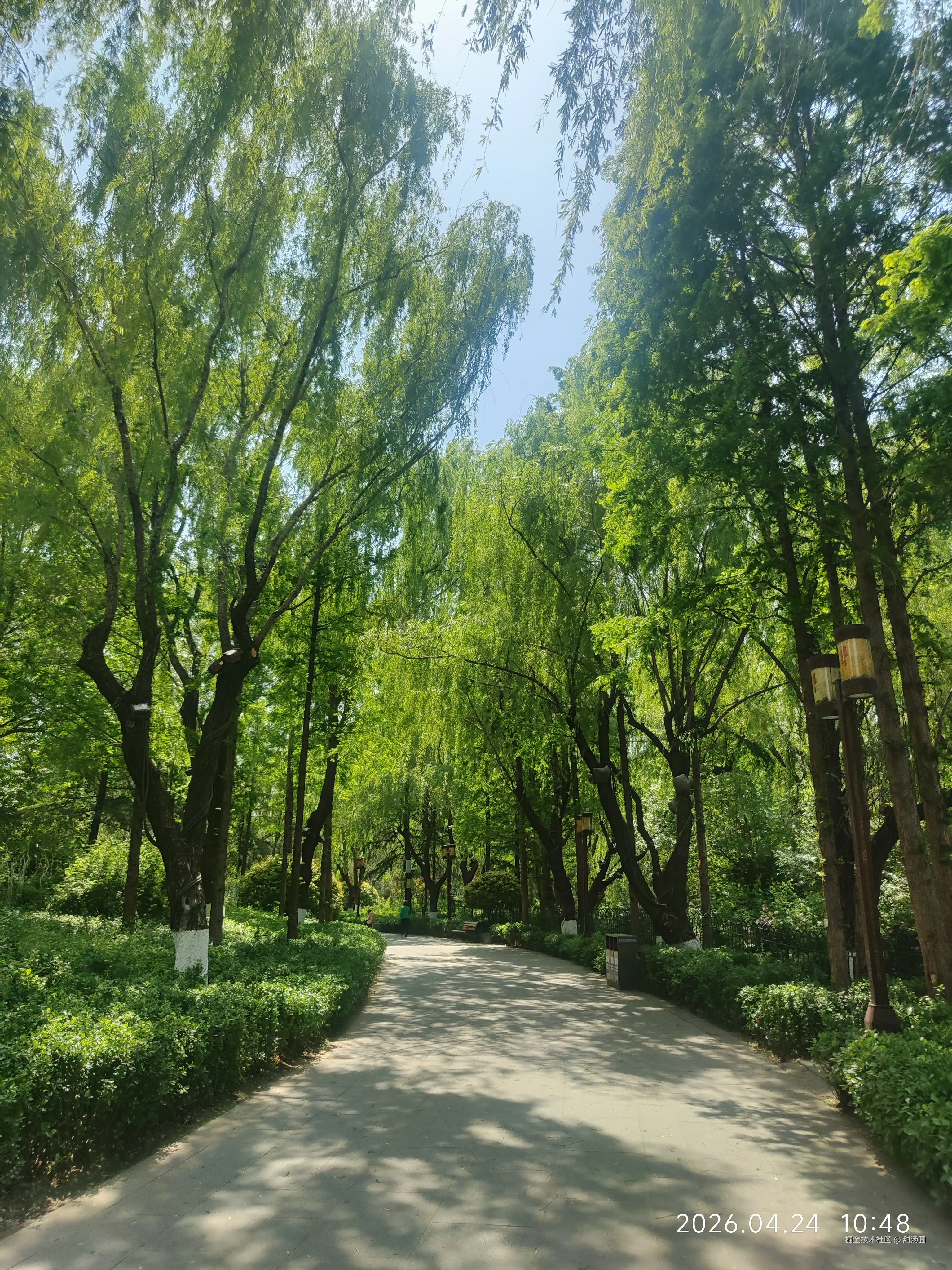 甜汤圆于2026-04-24 12:06发布的图片