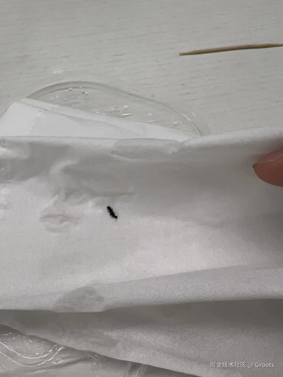 Groots于2025-04-30 13:47发布的图片