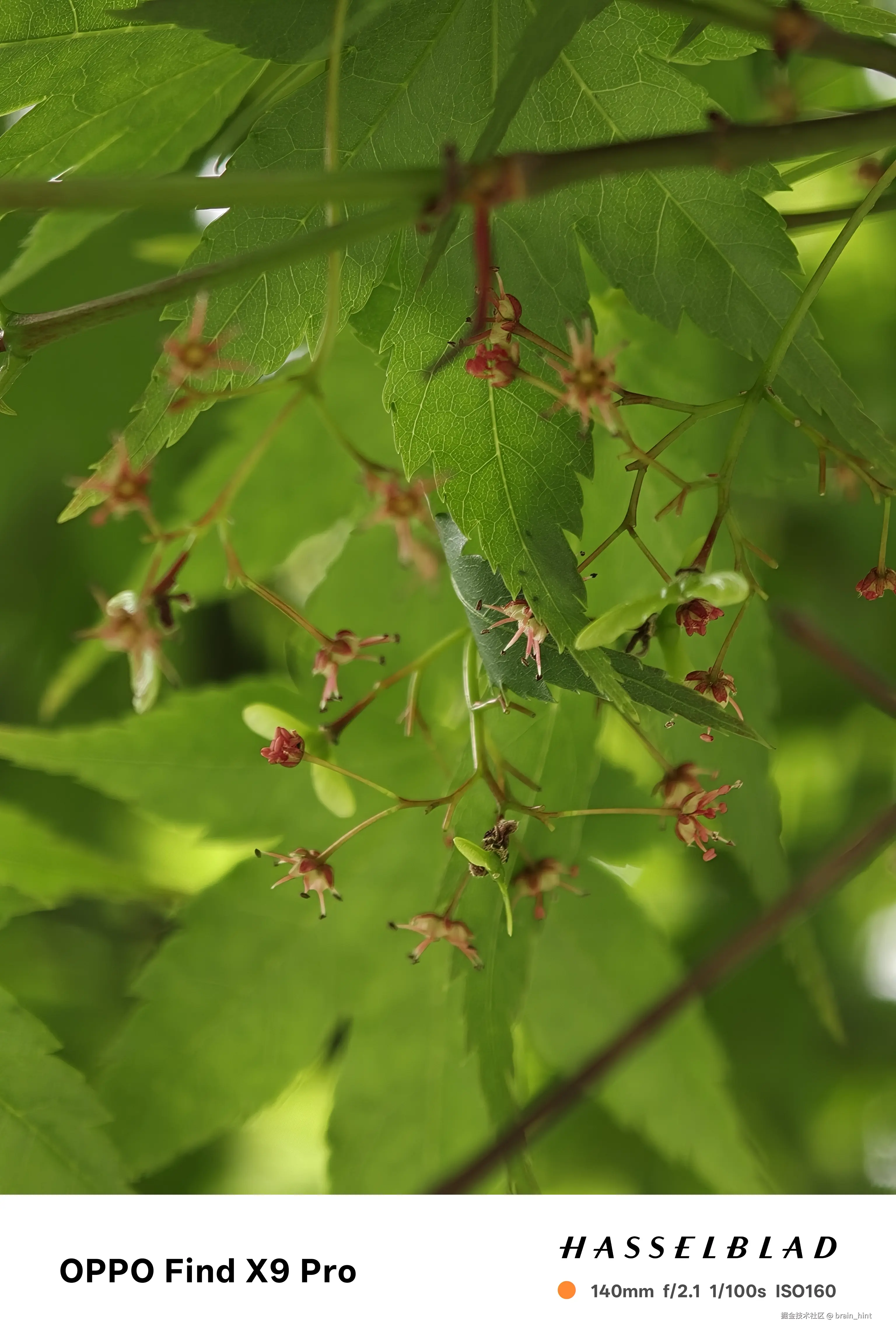 brain_hint于2026-04-09 15:53发布的图片