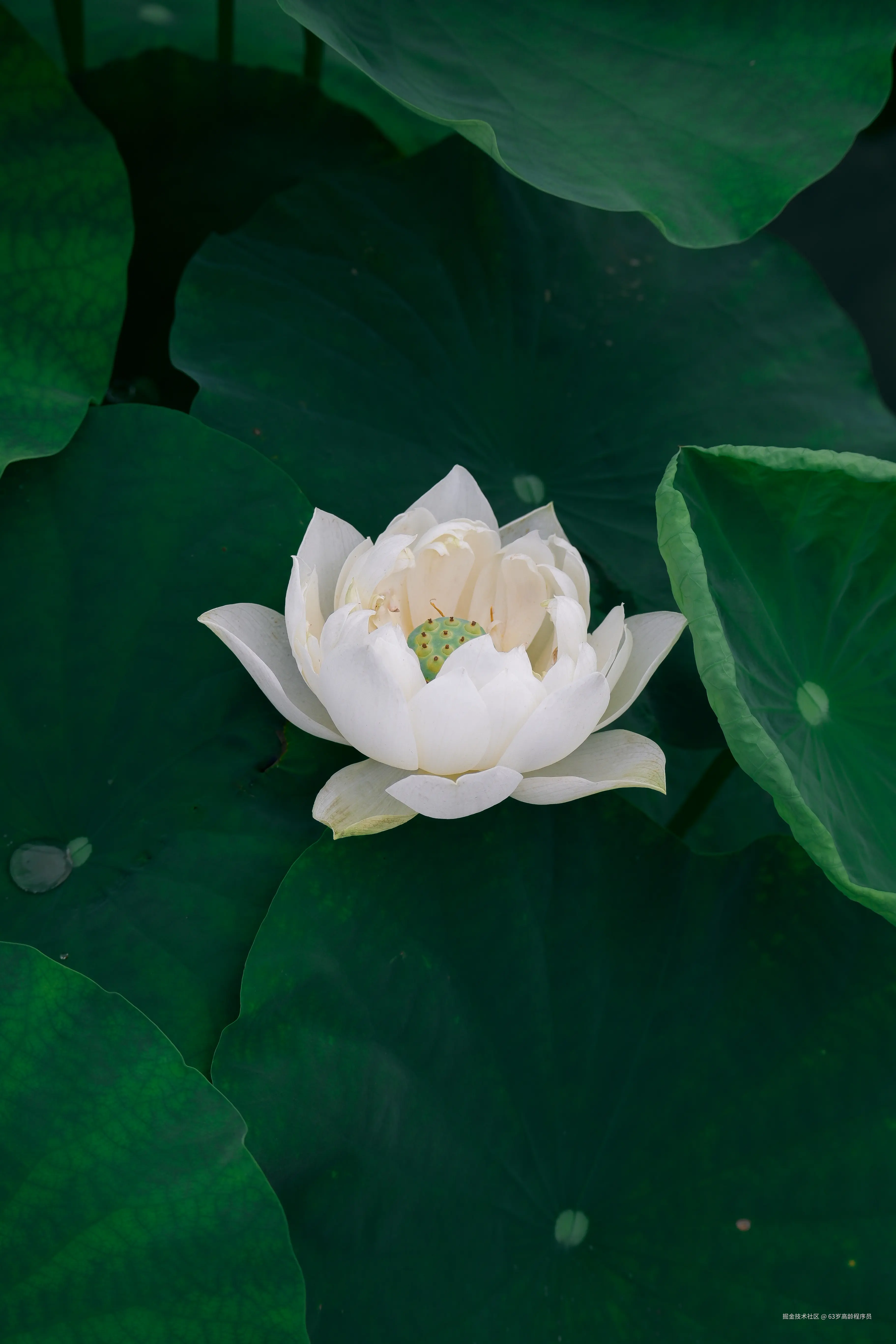 63岁高龄程序员于2025-06-30 16:37发布的图片