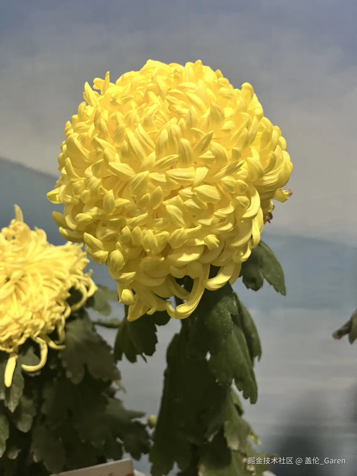 盖伦_Garen于2024-11-18 09:35发布的图片