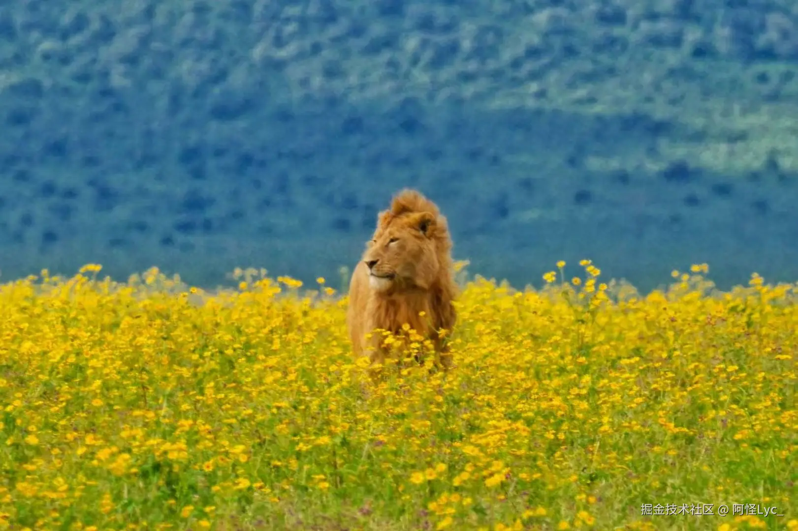 阿怪Lyc_于2025-05-20 09:45发布的图片