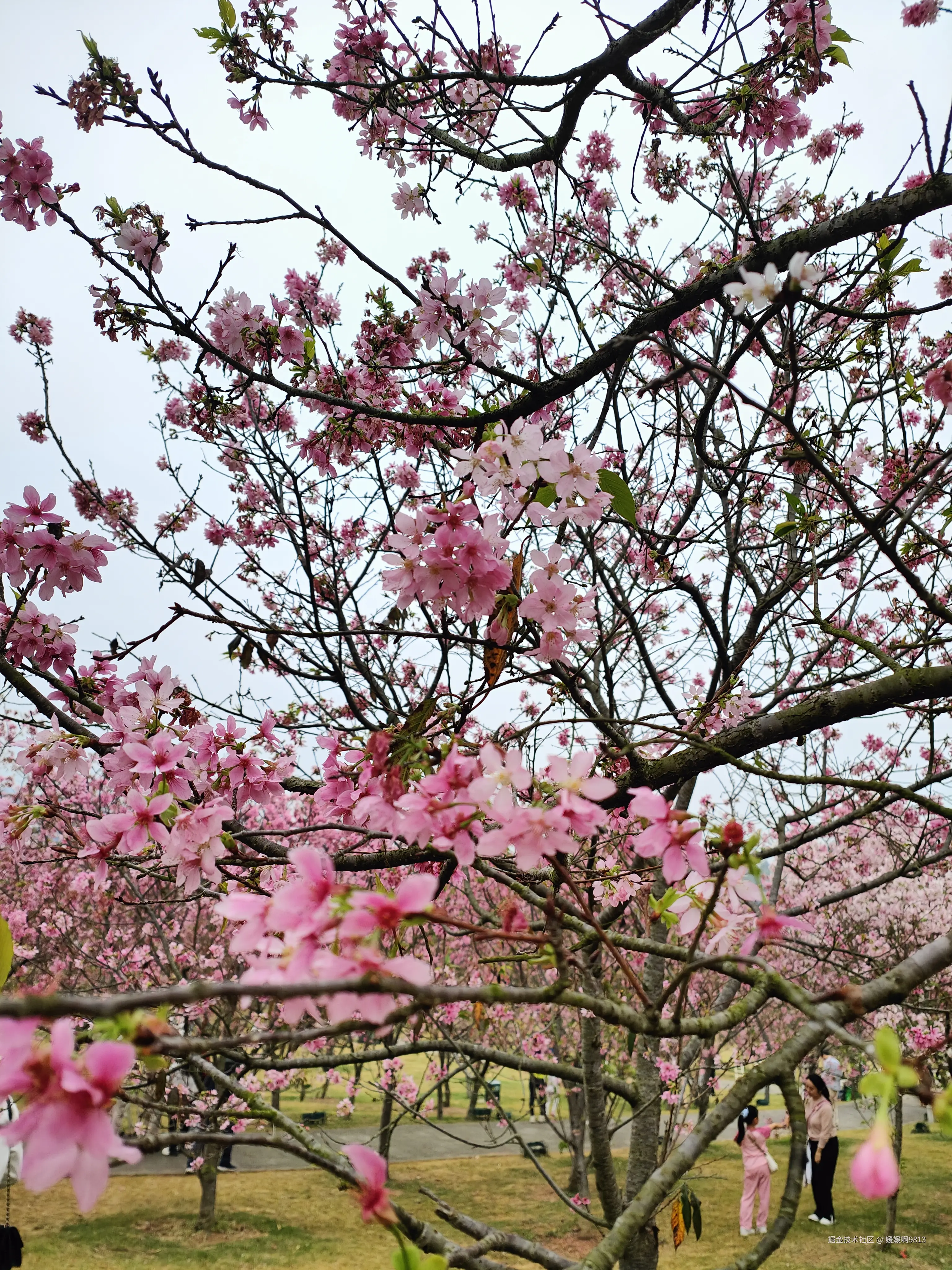 媛媛啊9813于2026-04-01 22:53发布的图片