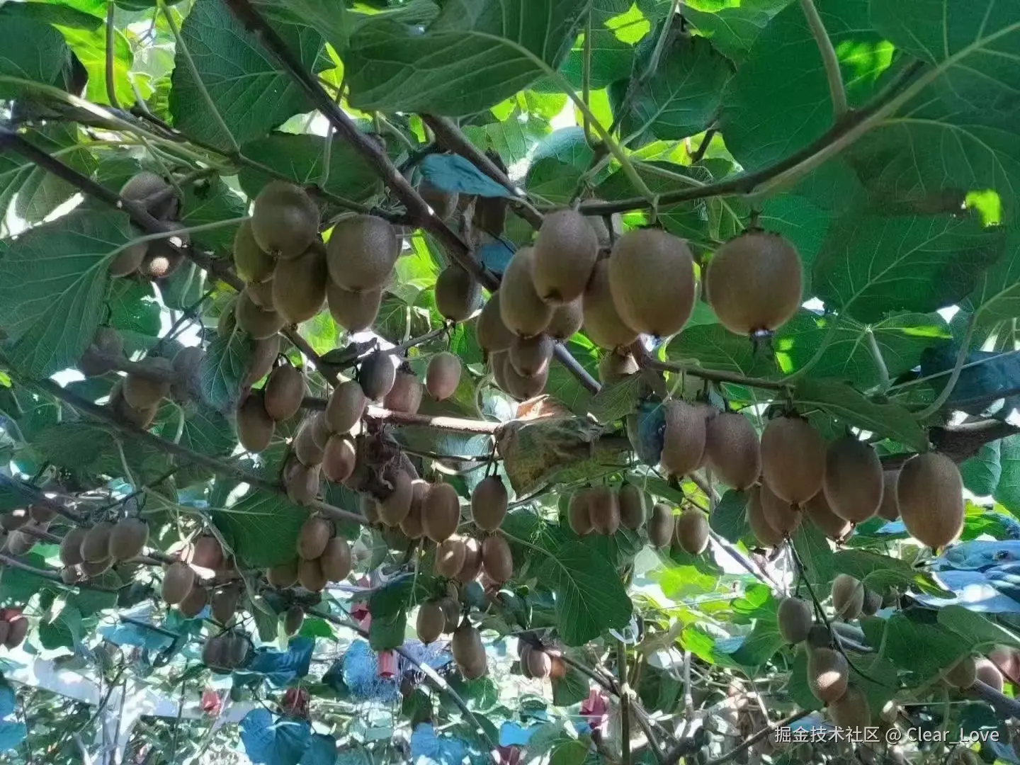 Clear_Love于2024-08-27 16:03发布的图片