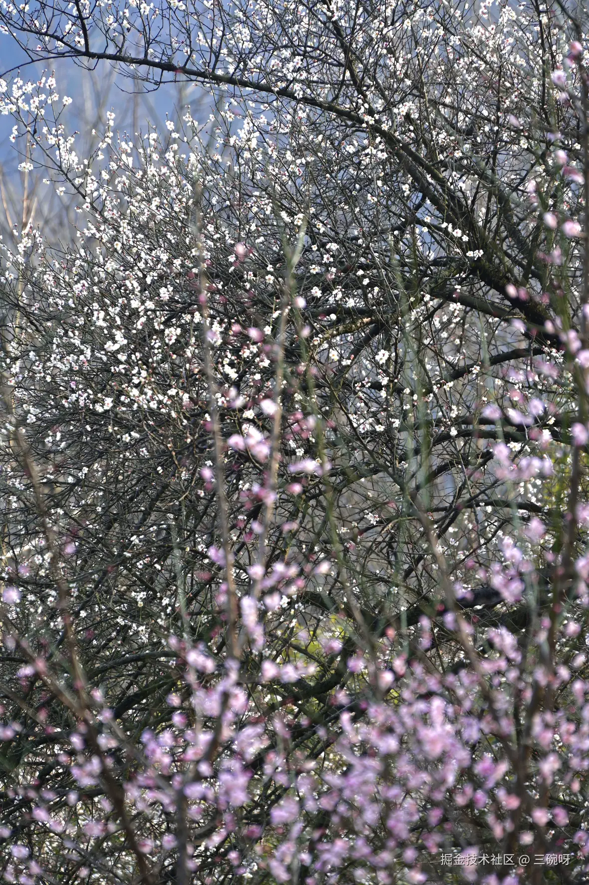 三碗呀于2026-01-22 06:56发布的图片