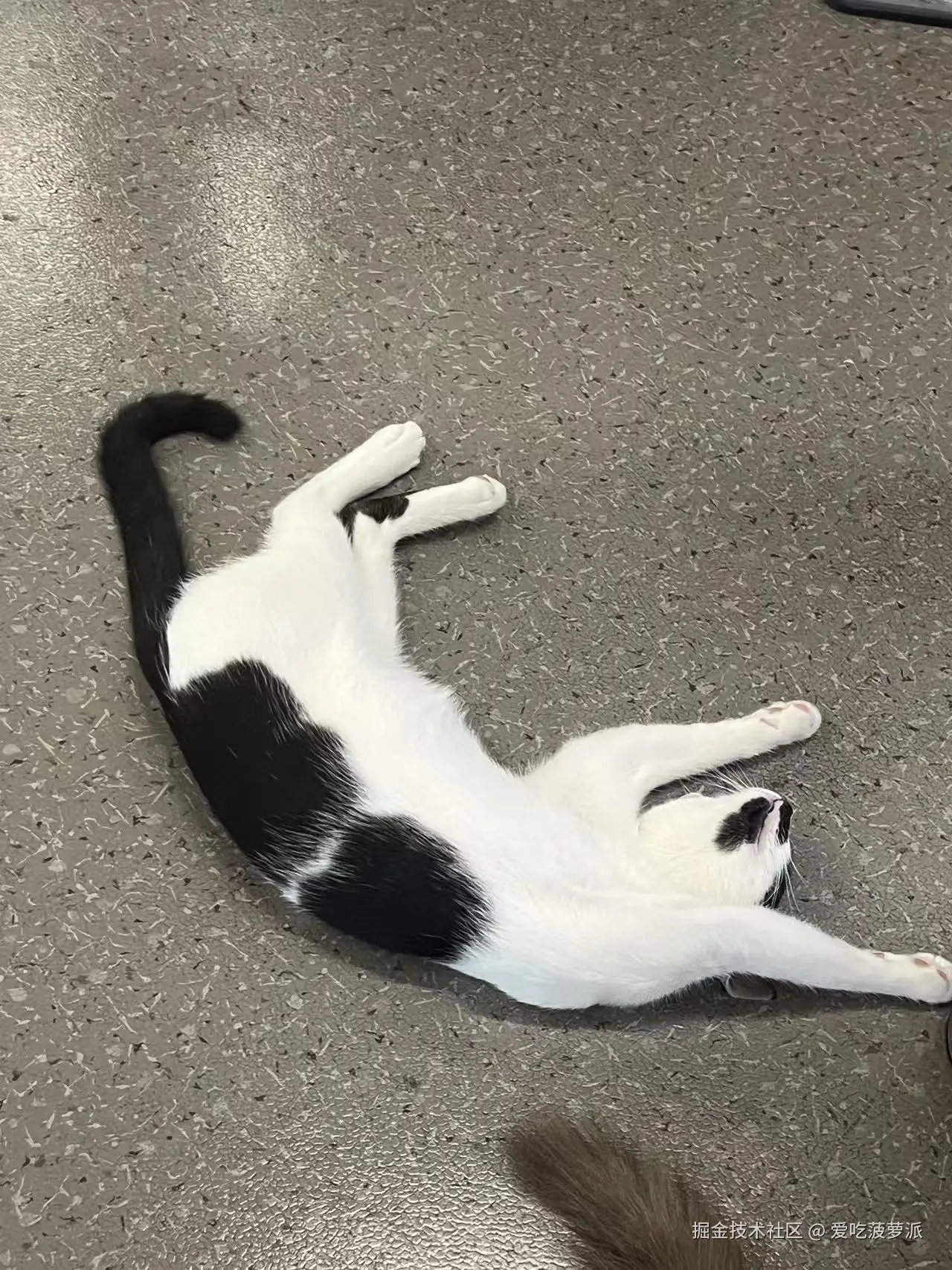 爱吃菠萝派于2025-06-30 11:11发布的图片