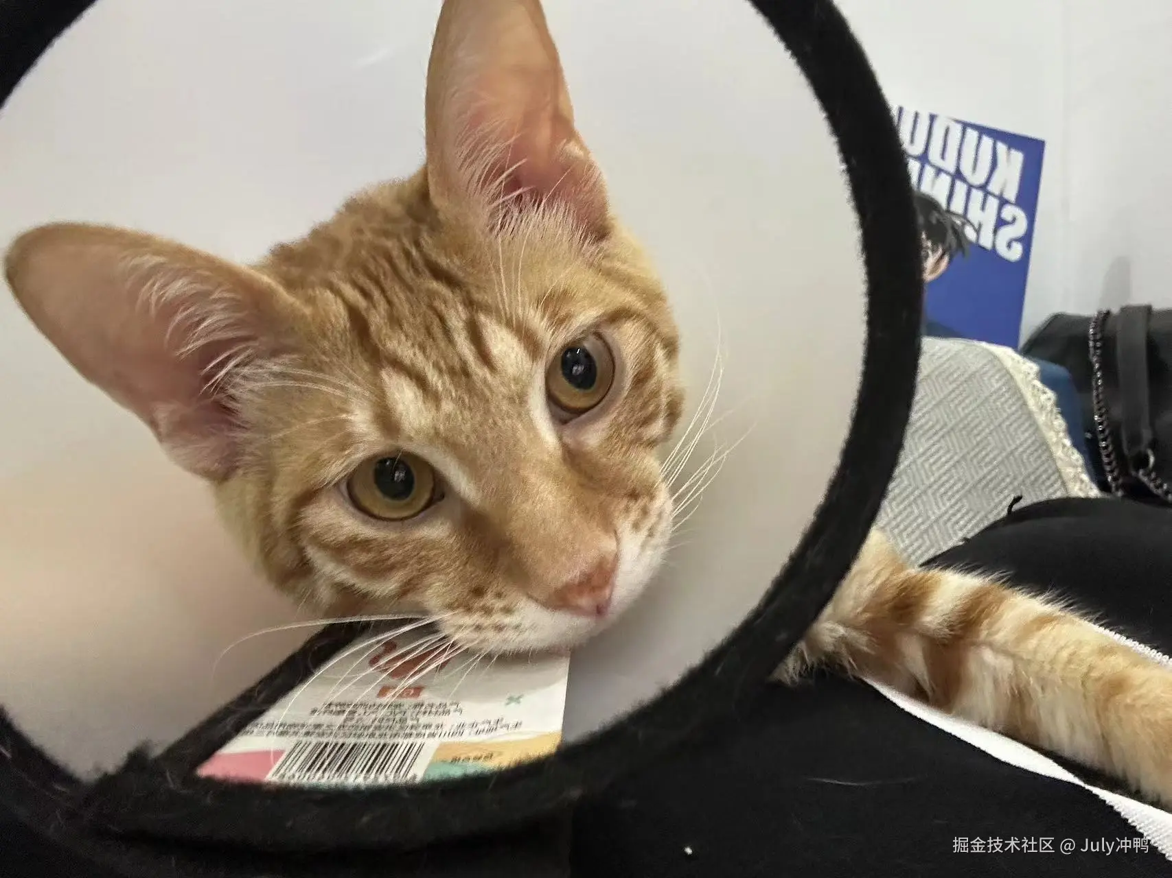 July冲鸭于2024-09-14 11:19发布的图片