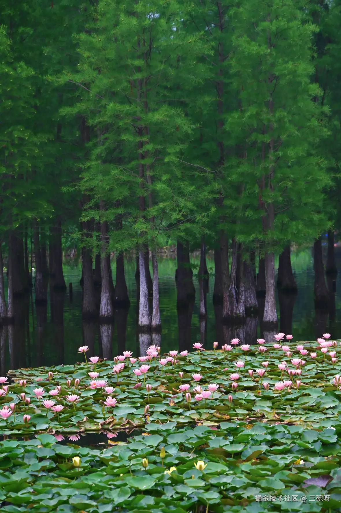 三碗呀于2025-06-16 09:28发布的图片