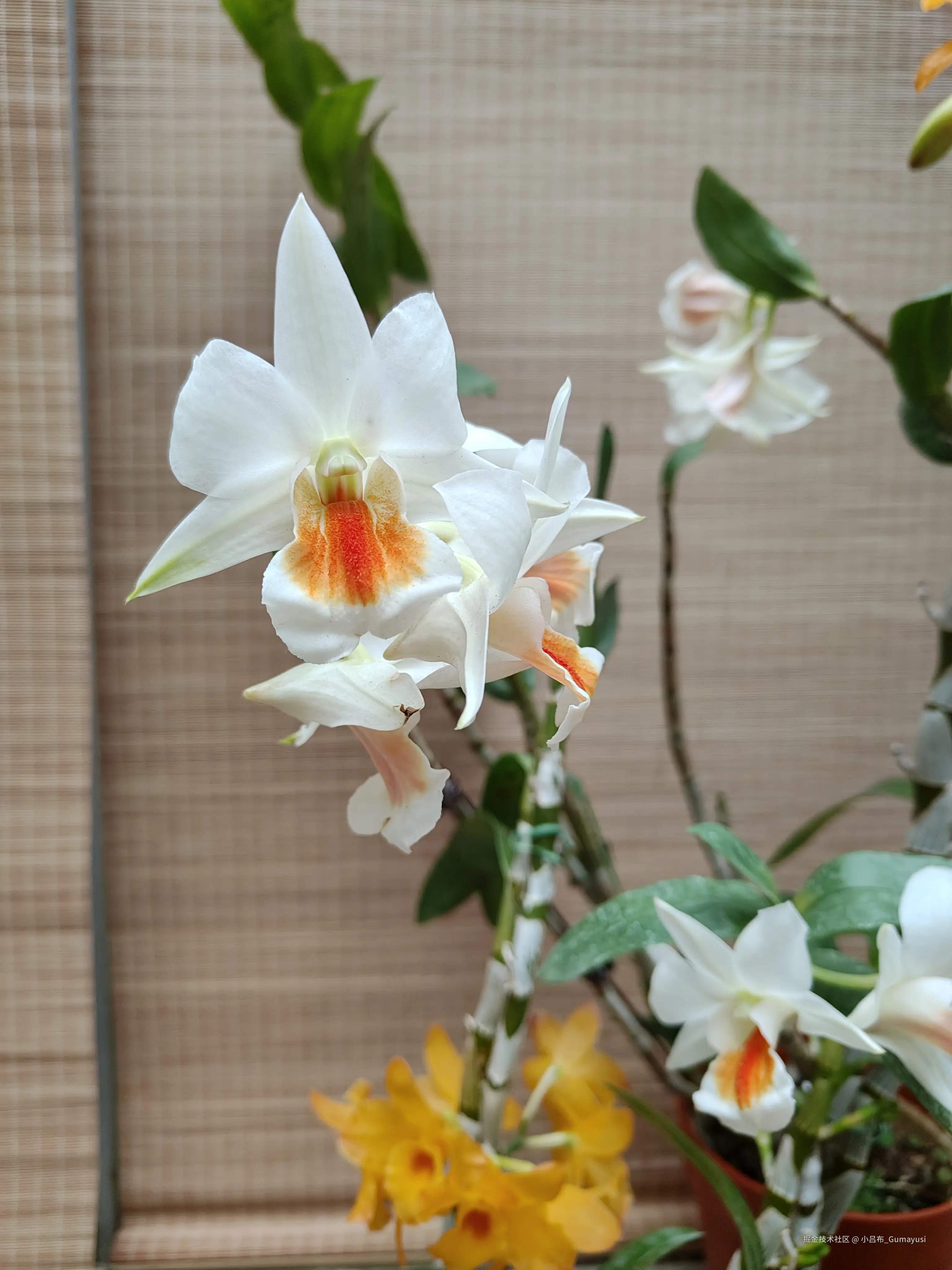 小吕布_Gumayusi于2025-03-10 09:53发布的图片