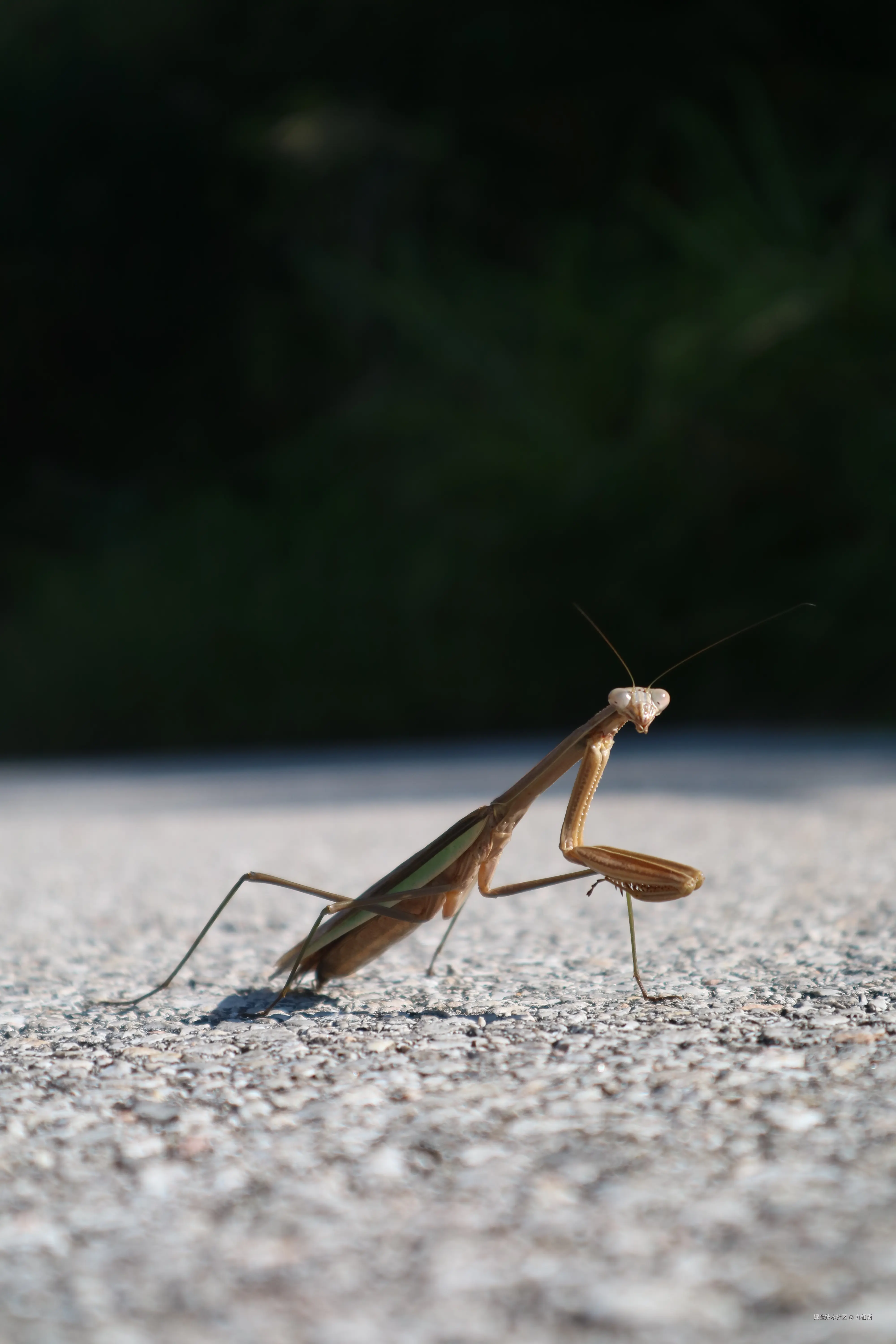 九桶甜于2025-11-17 11:37发布的图片