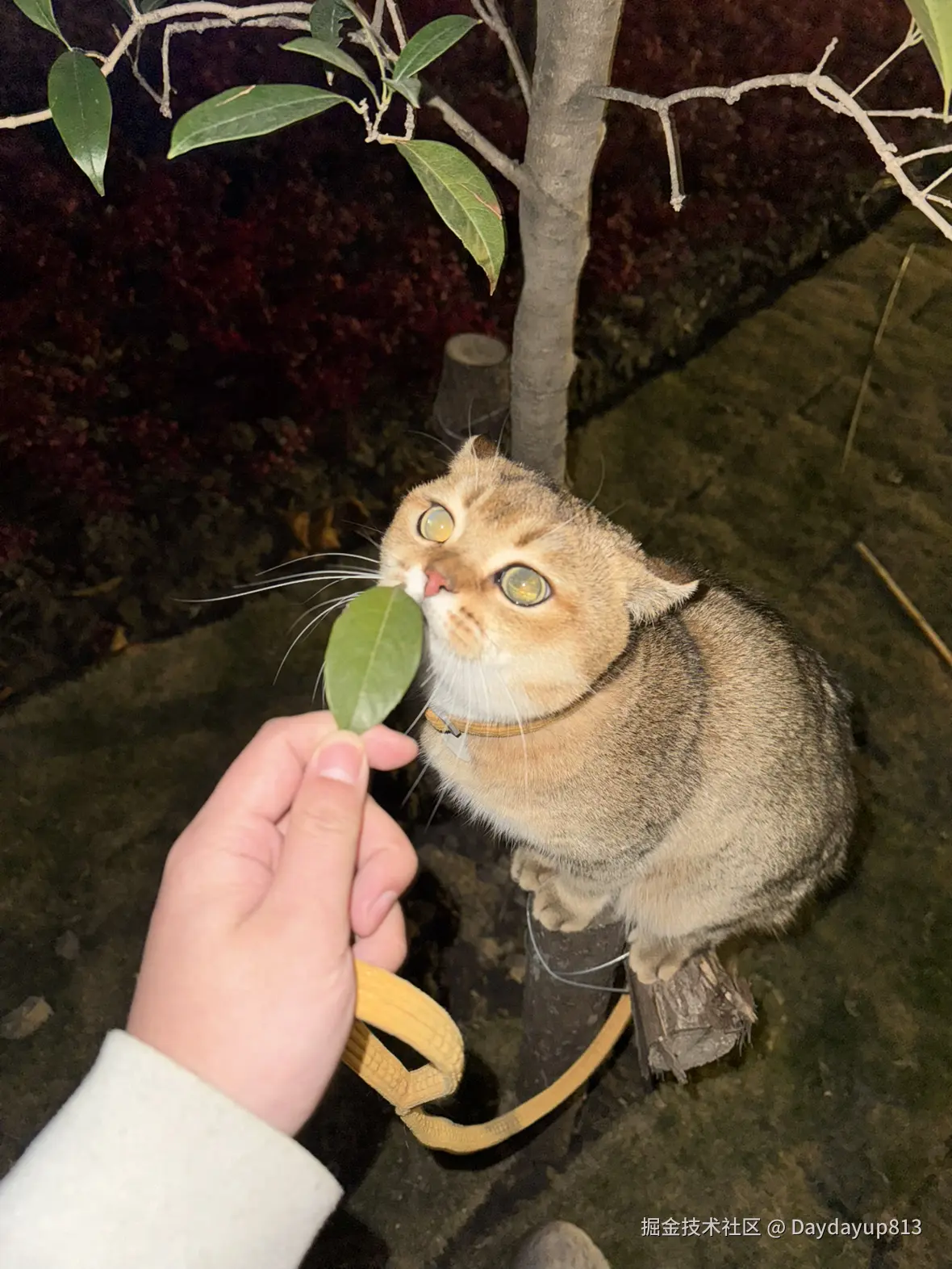 Daydayup813于2025-01-03 11:39发布的图片