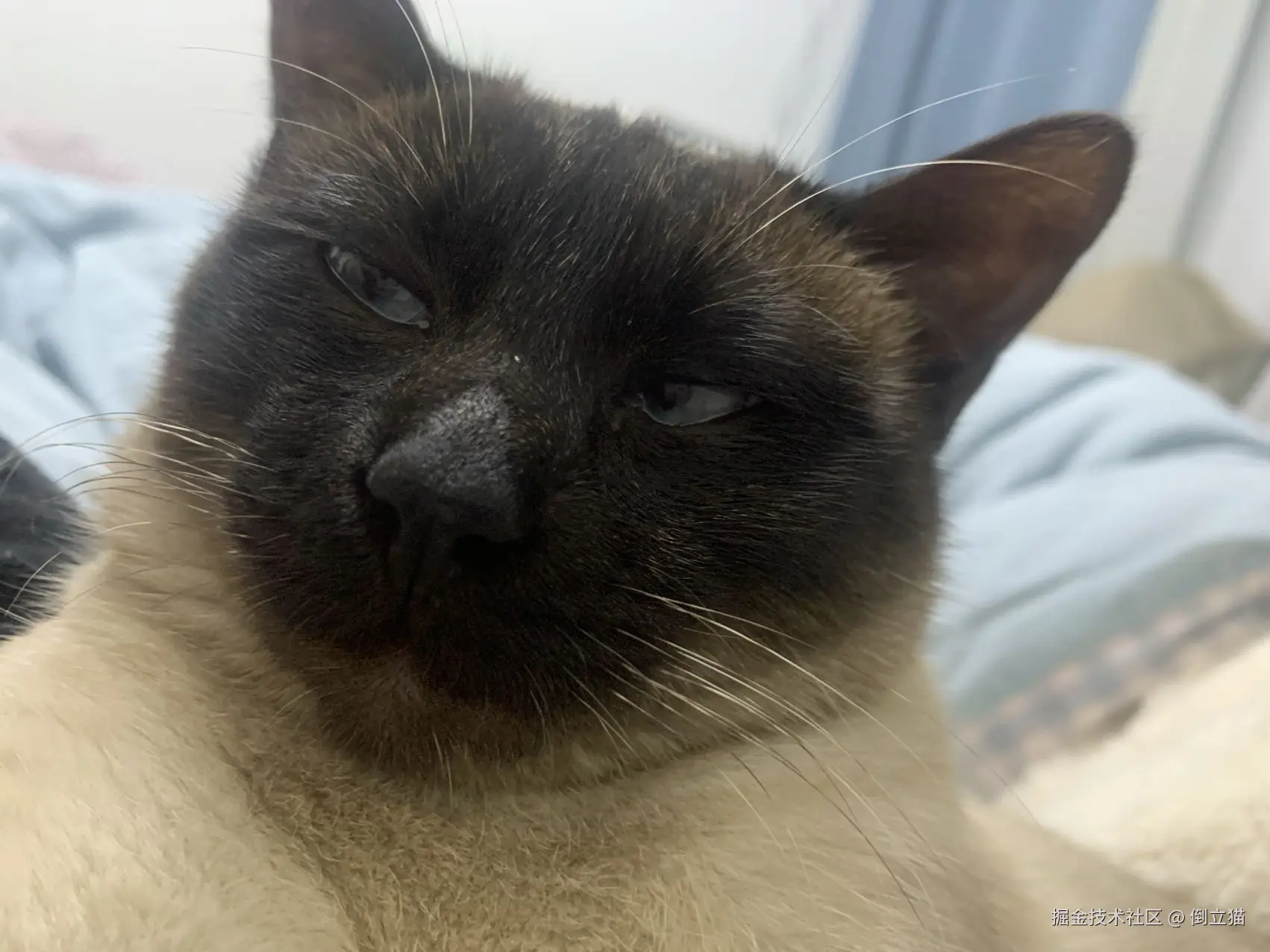 倒立猫于2025-01-06 07:09发布的图片