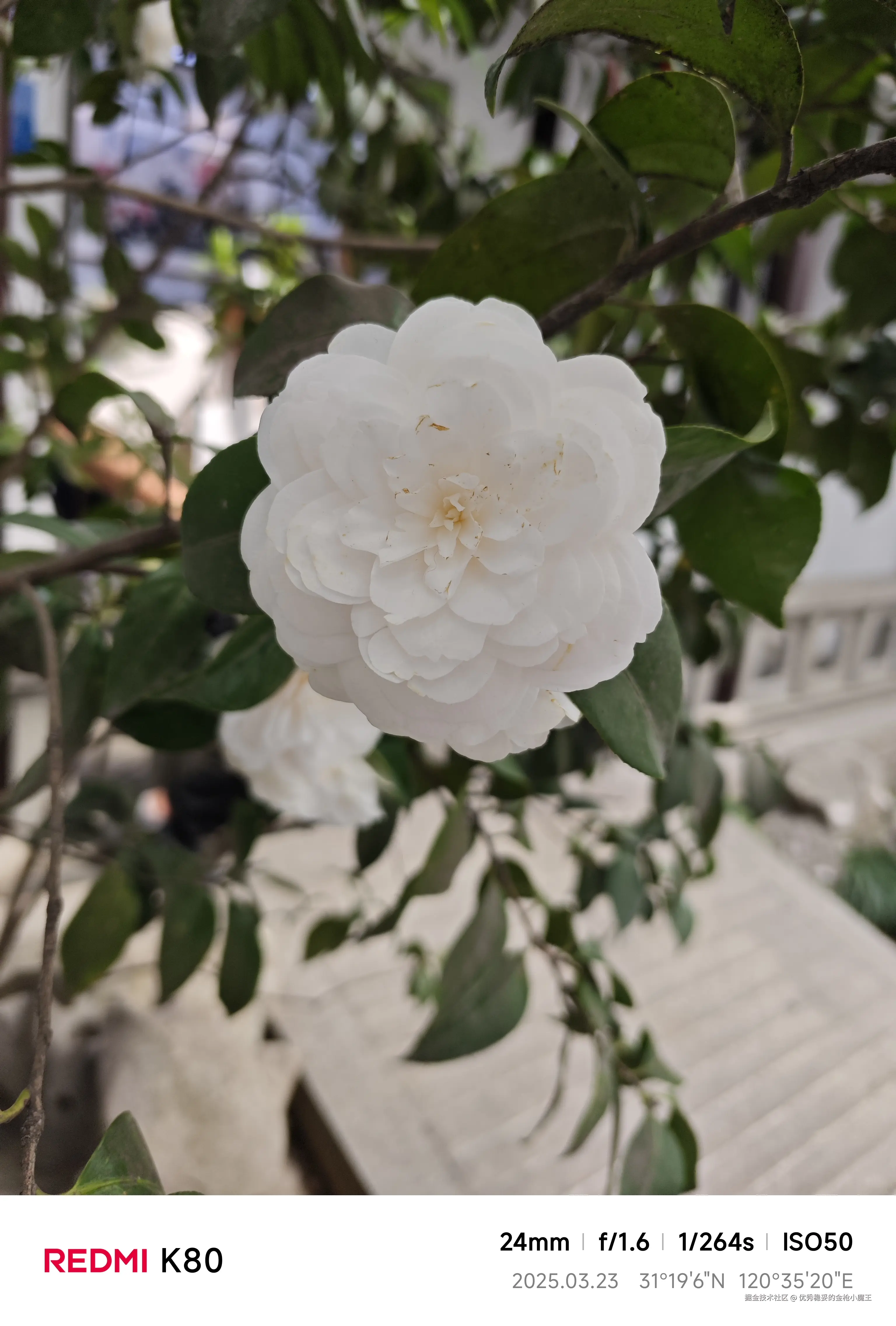 优秀稳妥的金枪小魔王于2025-03-25 16:07发布的图片