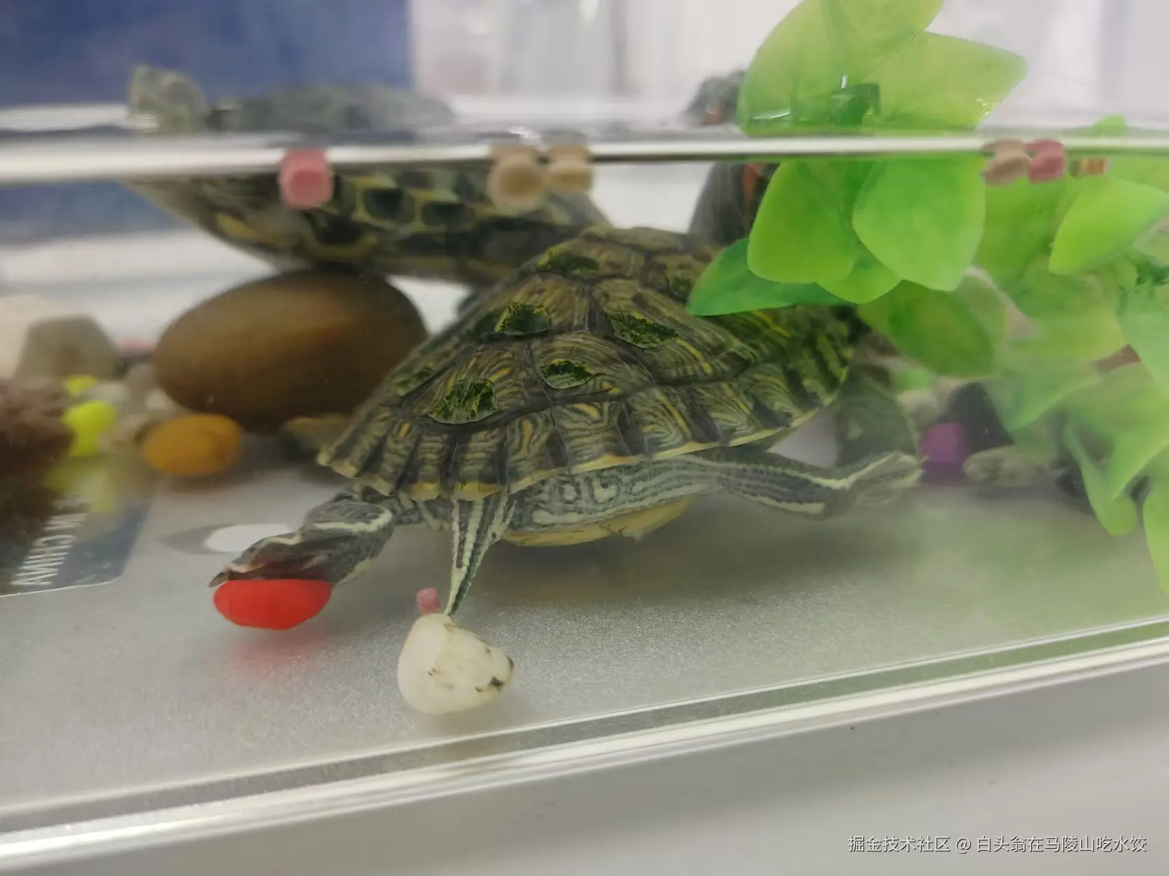 白头翁在马陵山吃水饺于2024-11-08 13:43发布的图片