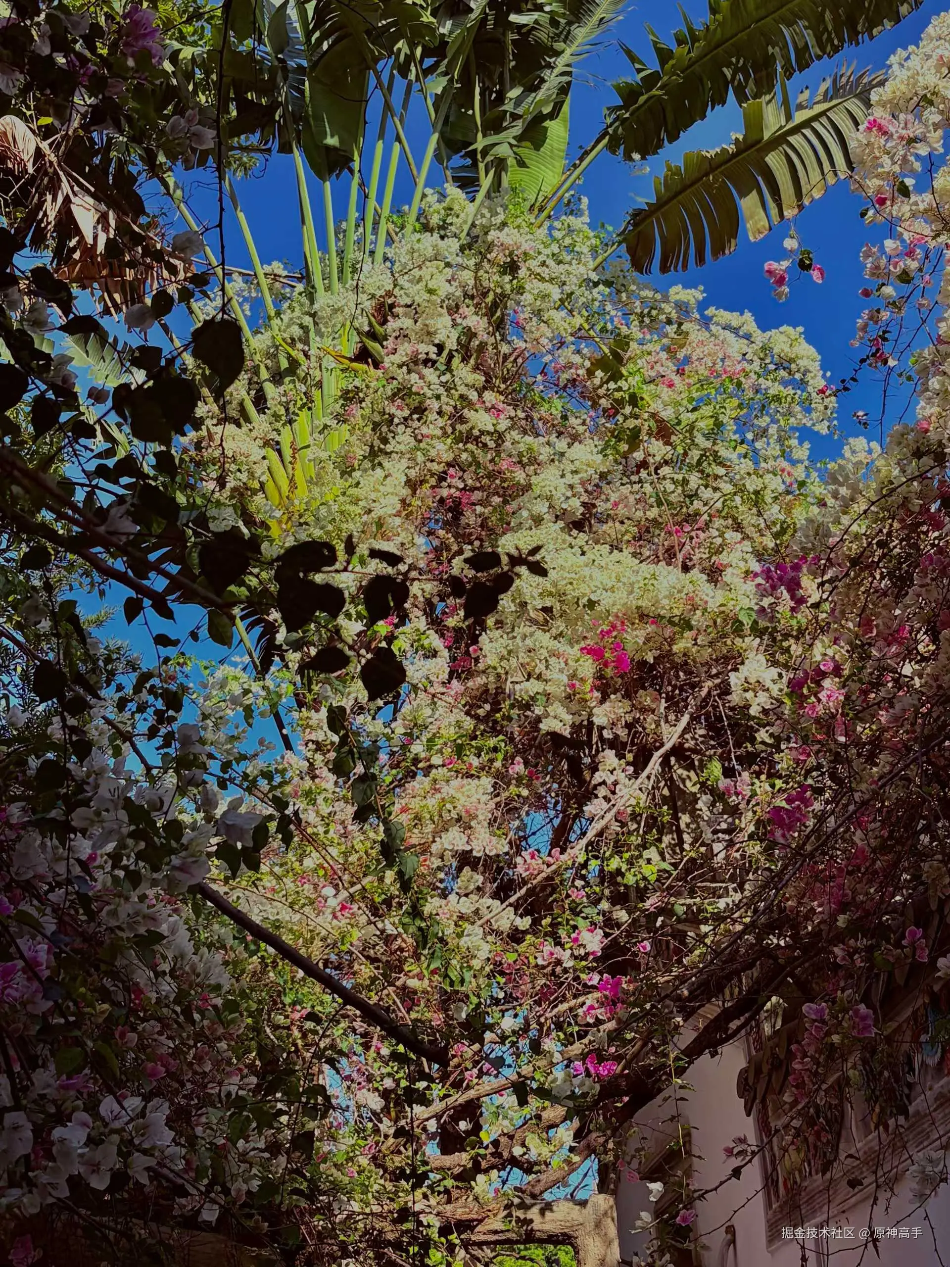 原神高手于2026-03-16 09:29发布的图片