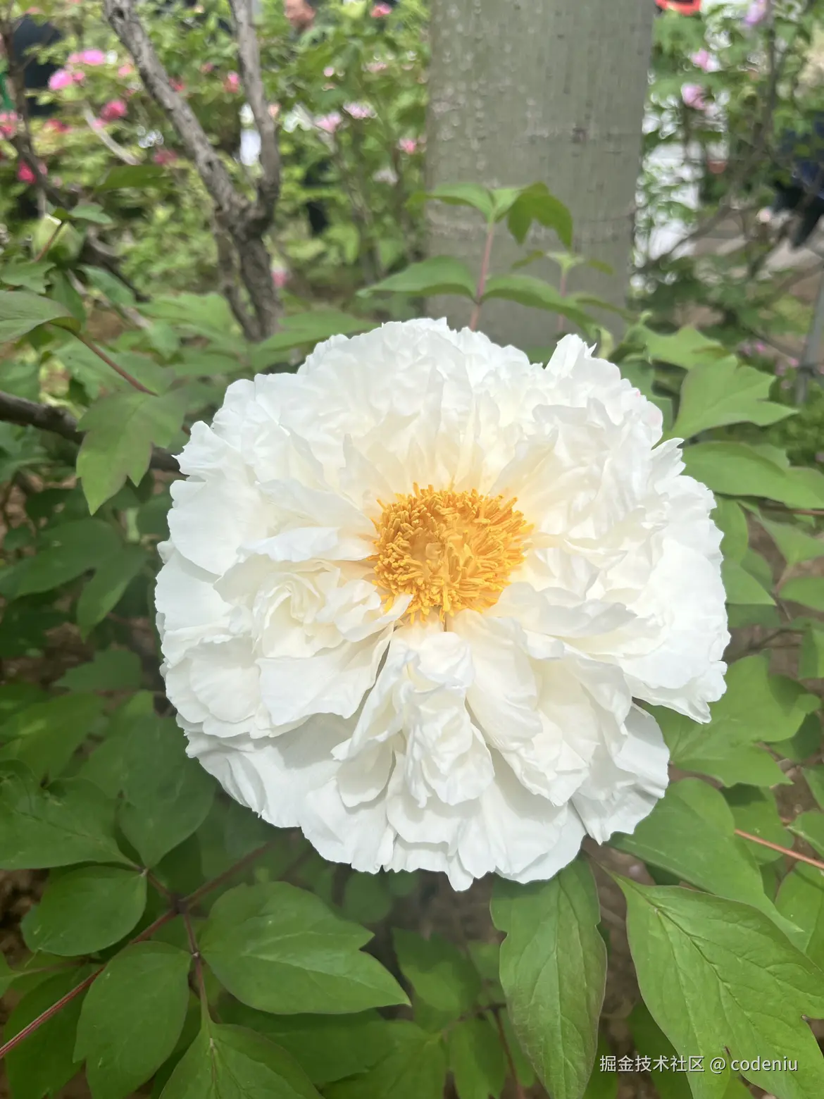 codeniu于2026-04-14 09:40发布的图片