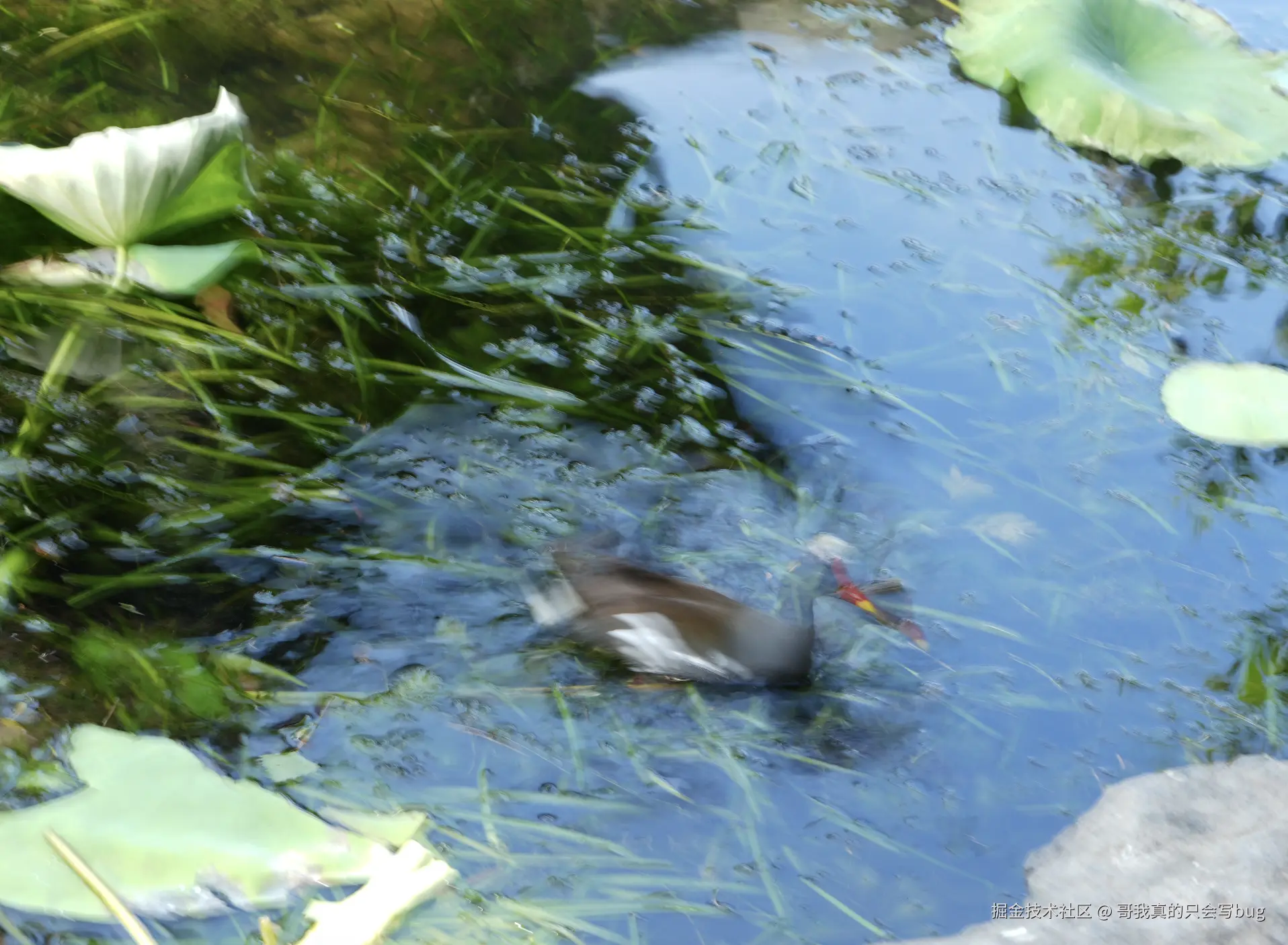 哥我真的只会写bug于2024-07-31 10:19发布的图片