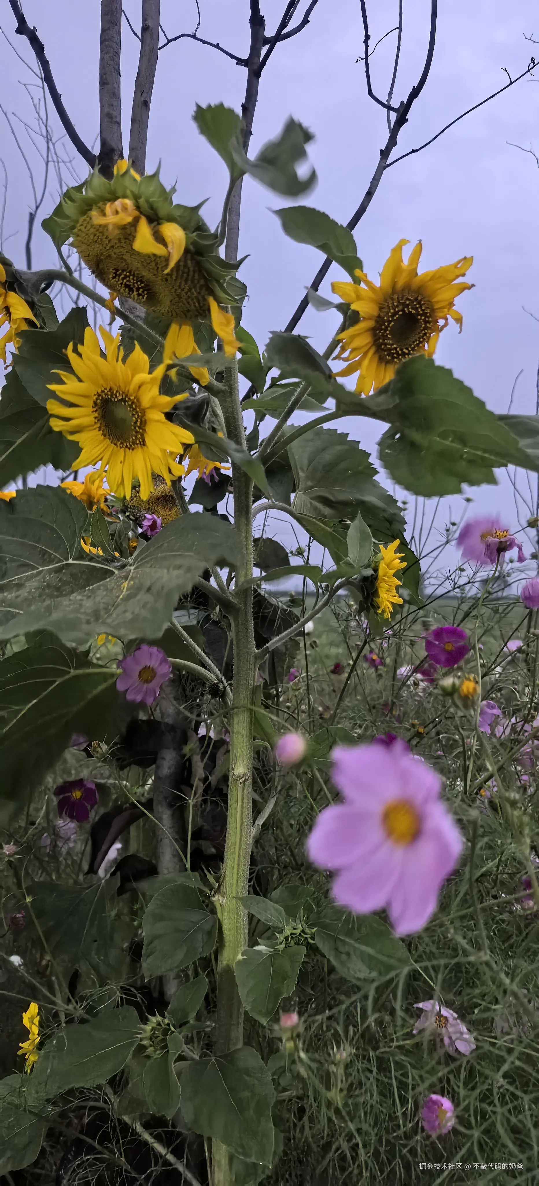 不敲代码的奶爸于2024-09-02 07:36发布的图片